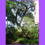 Rosedown Plantation Garden 3.jpg